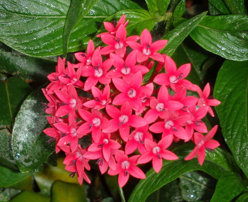 Garden Flower of Settlers Village.